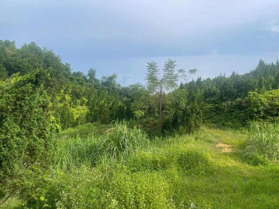 Đất Farm 4ha tại Trung Môn, Yên Sơn - Giá 600 triệu, Đầu tư sinh lời!