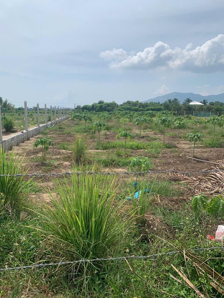 Đất nền Diên Sơn 500m² giá chỉ 750 triệu - Cơ hội đầu tư không thể bỏ lỡ!