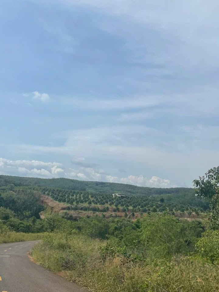 Farm Phước Tân, Phú Riềng 3,7ha giá 10 tỷ - Tiềm năng sinh lời cao!