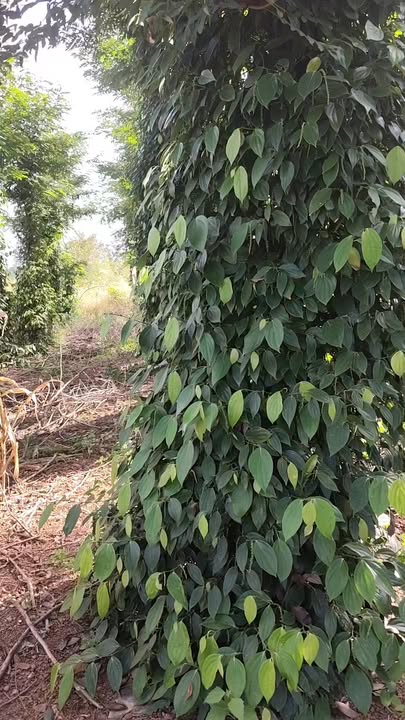 Đất nền 1400m² tại xã Quảng Hiệp - Chỉ 900 triệu, sổ đỏ chính chủ!