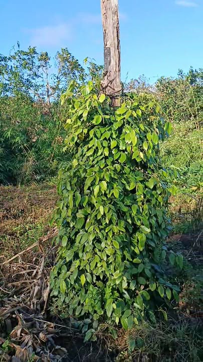 Đất nông nghiệp 1ha tại xã Ea H'Leo Đắk Lắk - Giá chỉ 479 triệu!