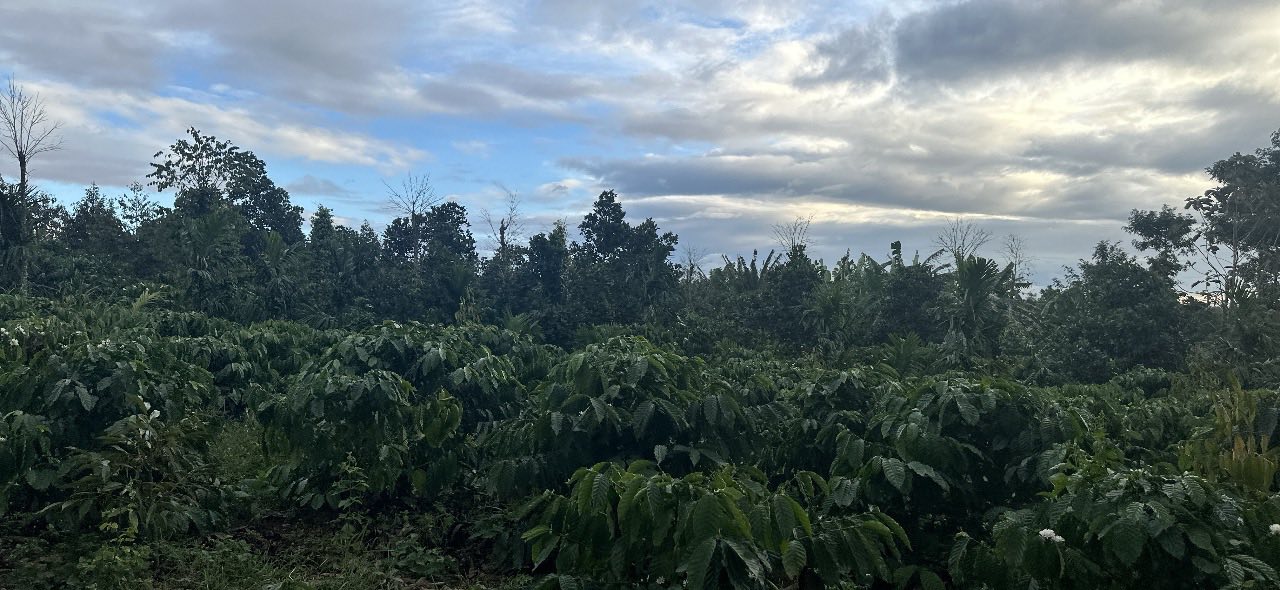 Đất 5 sào tại Quảng Hiệp, Cư M'gar - Giá chỉ 1.2 tỷ, sổ hồng đầy đủ!