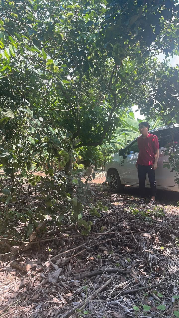 Đất 1 sào chôm chôm Thái tại Gia Kiệm, Thống Nhất - Giá 800 triệu, sổ hồng chính chủ!