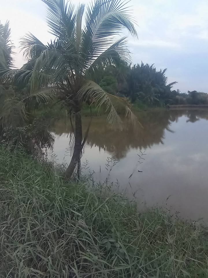 Đất mặt tiền Đa Xanh, Mỹ Phú, Thủ Thừa, Long An 3154m² - Đầu tư sinh lời tốt!