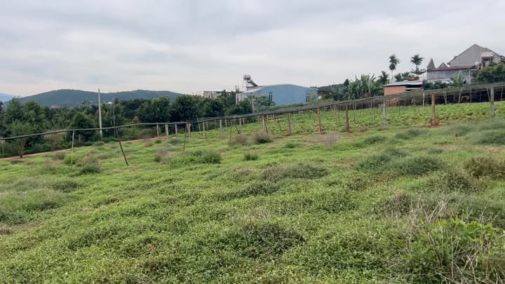 Đất thổ cư xã Nam Ban 516m² giá 1.25 tỷ - Cơ hội đầu tư hấp dẫn!