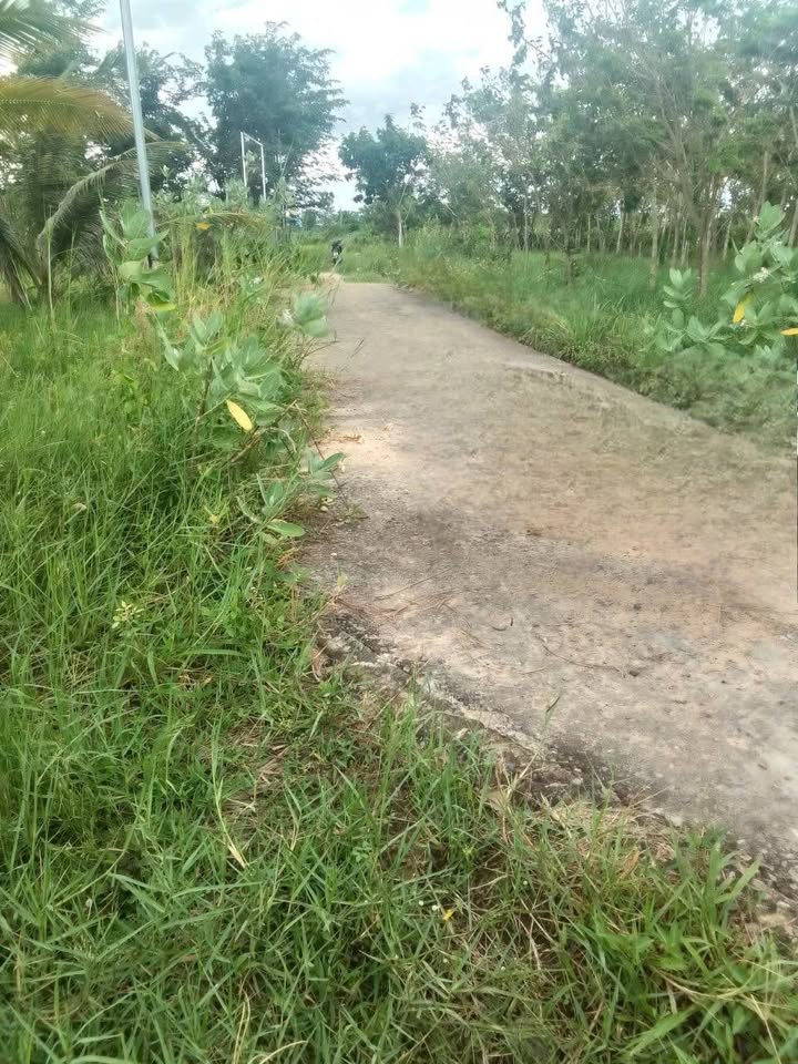 Đất nền 4 sào tại thôn 6, xã Hàm Chính - Sổ đỏ chính chủ, giá chỉ 999 triệu!