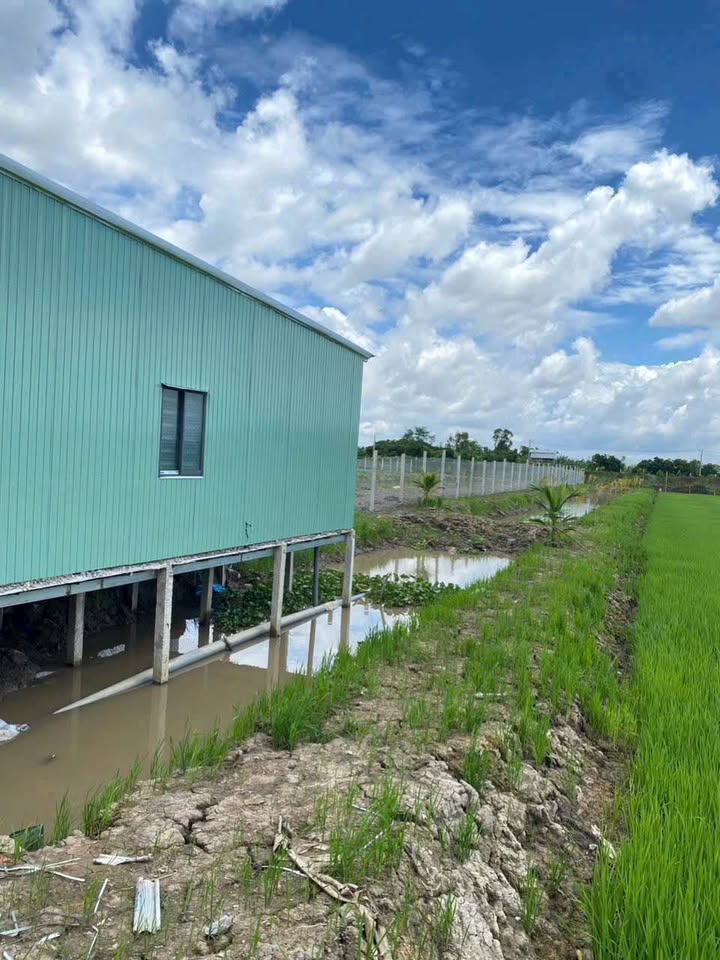 Đất lúa 1 công tại xã Phú Hoà, An Giang giá 800 triệu - Đầu tư lý tưởng cho nghỉ dưỡng!