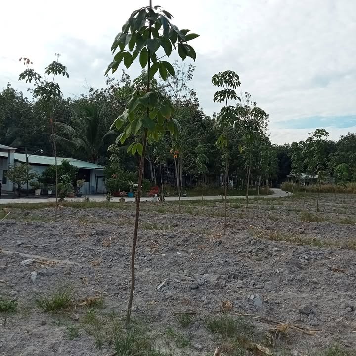 Đất thổ cư 300m² Khu phố 5, Minh Hưng giá chỉ 500 triệu - Sổ đỏ chính chủ!