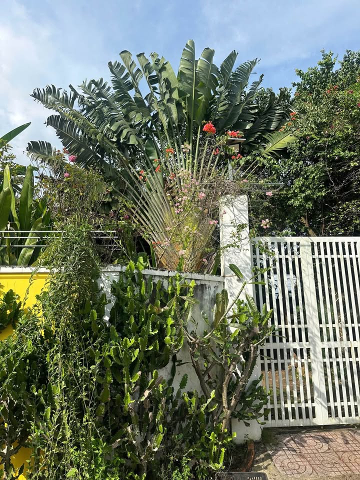 Nhà vườn 390m² Nguyễn Khoa Đăng, Khánh Xuân 3.7 tỷ - Không thể bỏ lỡ!