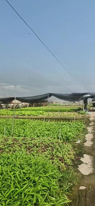 Farm tại đường Song Hành, Hóc Môn 2017m² - Đầu tư sinh lời ngay!