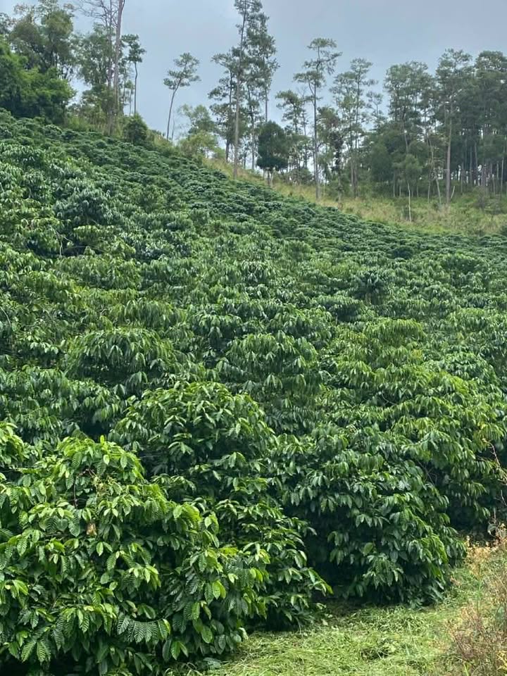 Đất nền Đam Rông 2, Lâm Đồng 24.000m² giá 3.6 tỷ - Cơ hội đầu tư tuyệt vời!