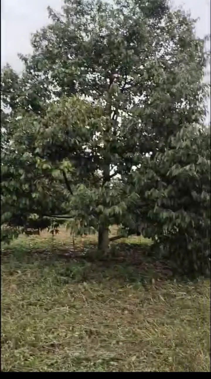 Farm 2ha1 Ea Ô, Ea Kar Đắk Lắk giá 3 tỷ - Đầu tư sinh lời ngay!