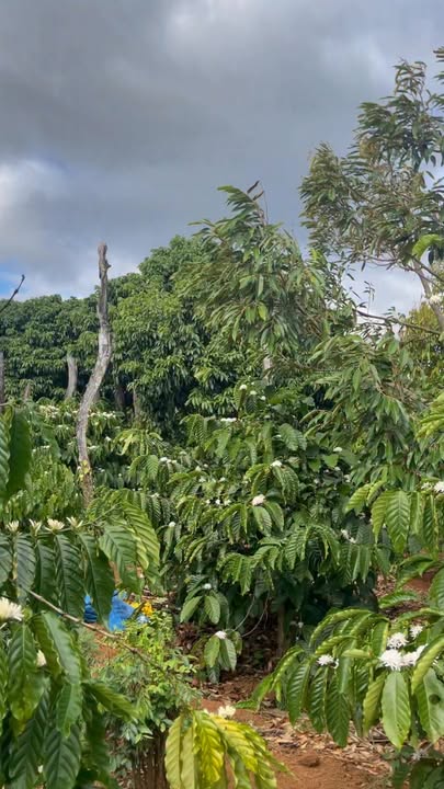 Farm đất đỏ Cư Mốt 1ha - Tiềm năng kinh doanh cao, giá chỉ 2.6 tỷ