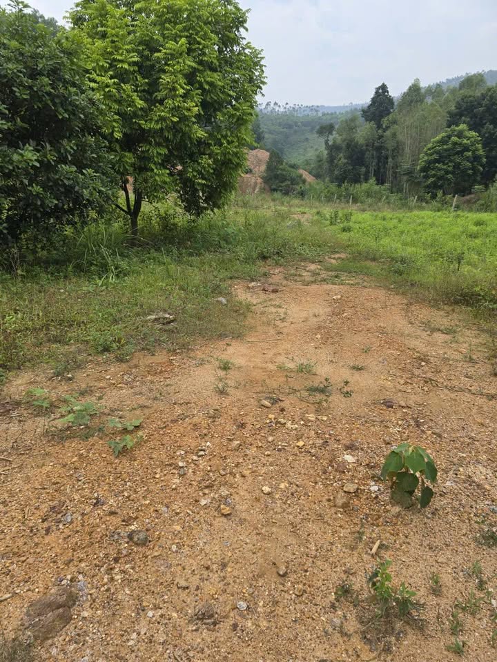 Đất thổ cư Giáp Lai, Thanh Sơn, Phú Thọ 6256m² - Giá chỉ 6.256 tỷ, cơ hội đầu tư tuyệt vời!