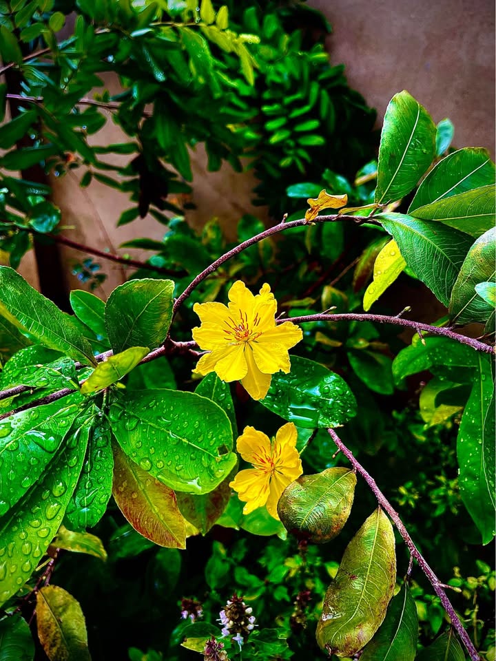 Đất thổ cư 150m² phường Tân Khánh, giá 2 tỷ - Đầu tư sinh lời ngay!