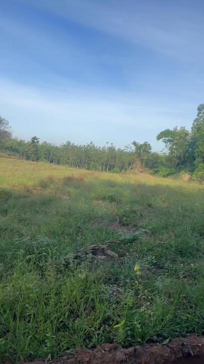 Đất nền Vĩnh Hòa 10.000m² giá 6.2 tỷ - Mặt tiền sông, hạ giá bán nhanh!