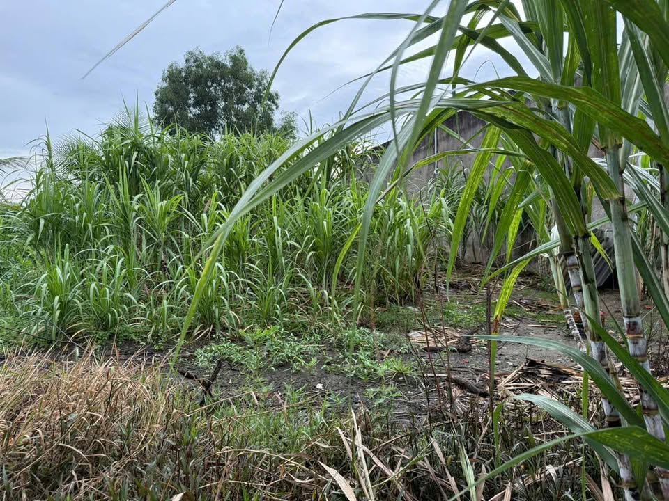 Đất thổ cư Nhị Thành Thủ Thừa 125m² giá 1.1 tỷ - Khu dân cư đông đúc!