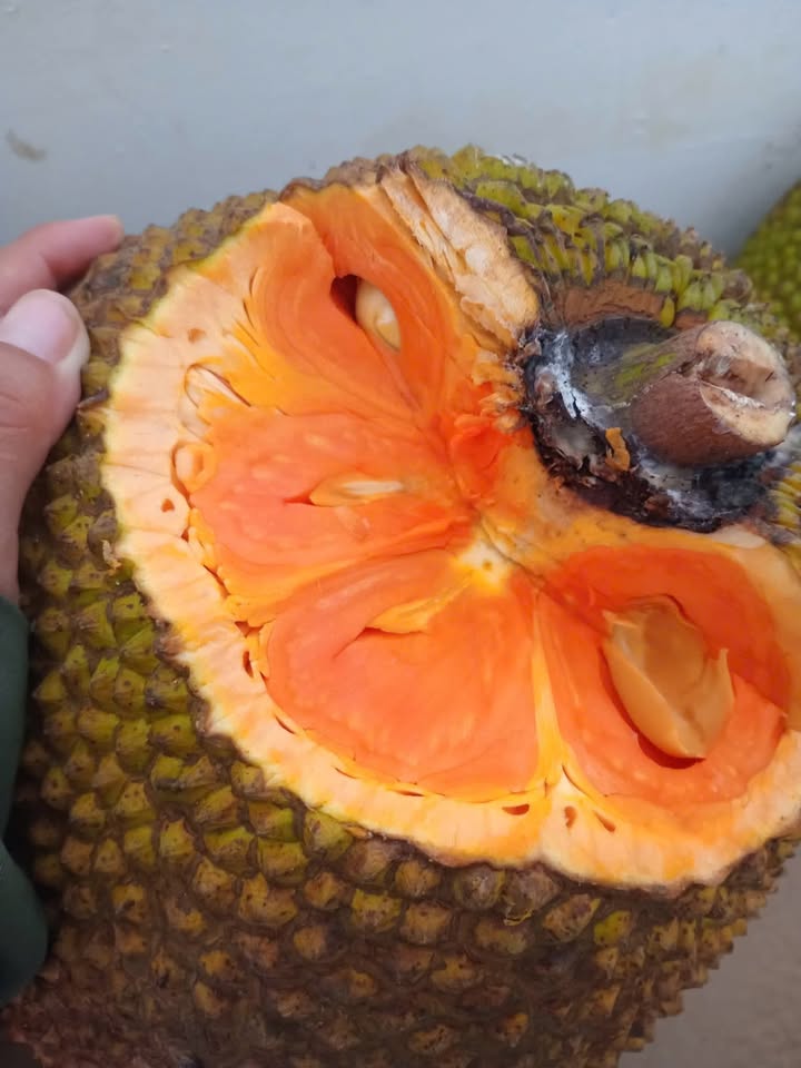 Nhà mái thái 97m² tại Bình Phú Bến Tre giá 800 triệu - Sẵn sàng vào ở!