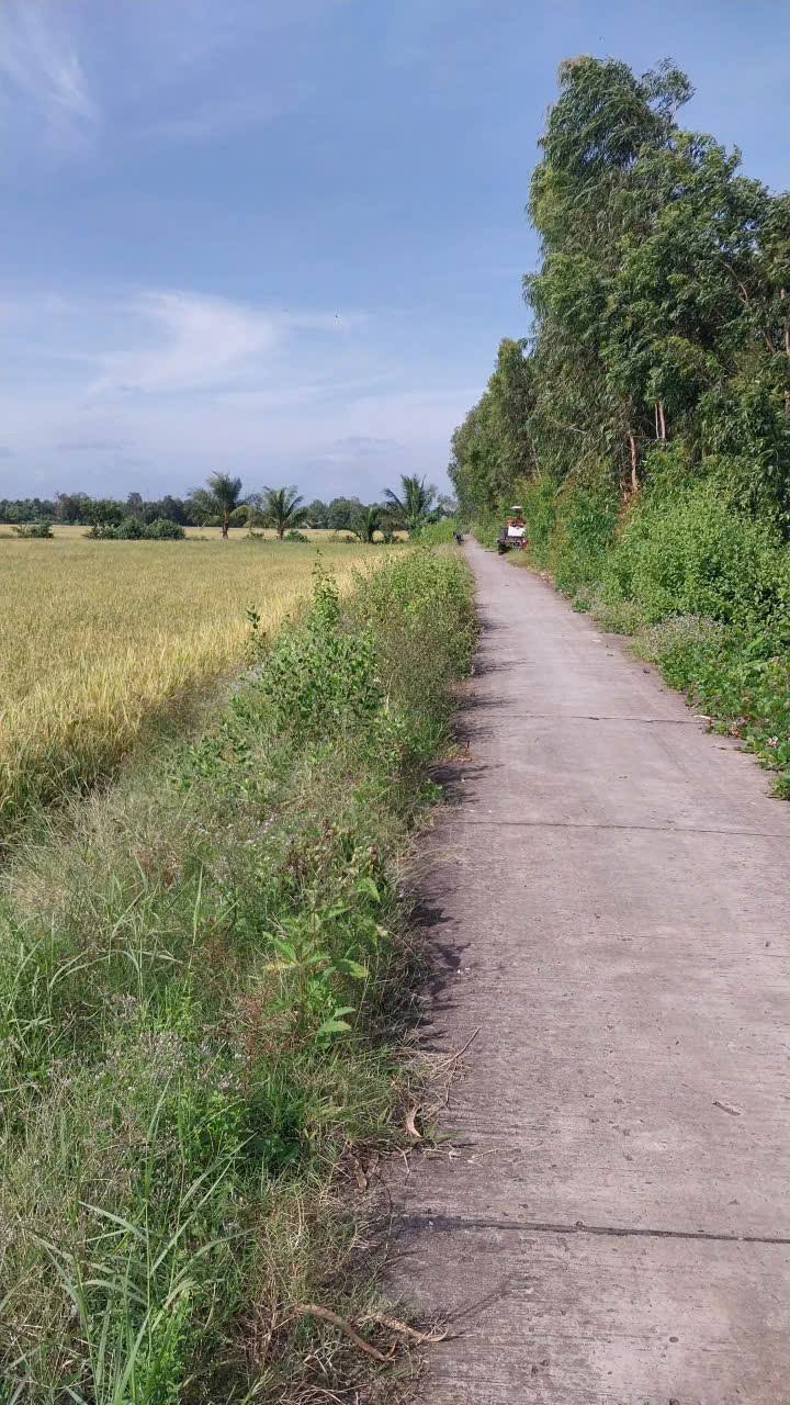 Đất mặt tiền ấp Hưng Phụ C, xã Đa Lộc, 5621m² - Cơ hội đầu tư lý tưởng!