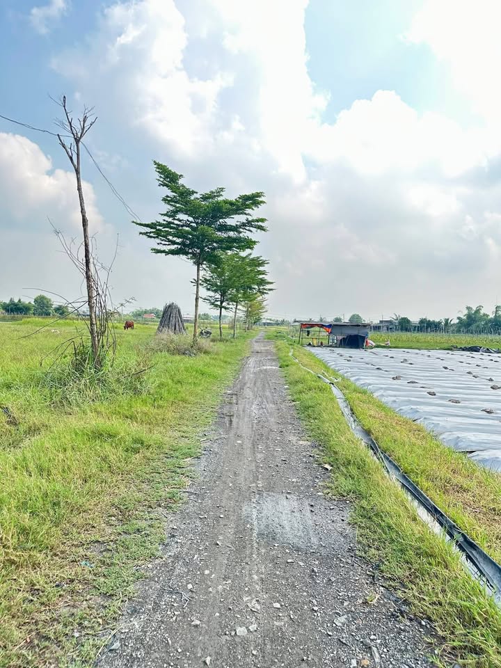 Đất thổ cư Hòa Khánh Đông 146m² giá 800 triệu - Pháp lý sổ hồng chính chủ!