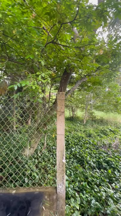 Đất thổ cư 2000m² tại Trường Long A, Hậu Giang giá 2.3 tỷ - Khu vực đông dân, tiện ích đầy đủ!