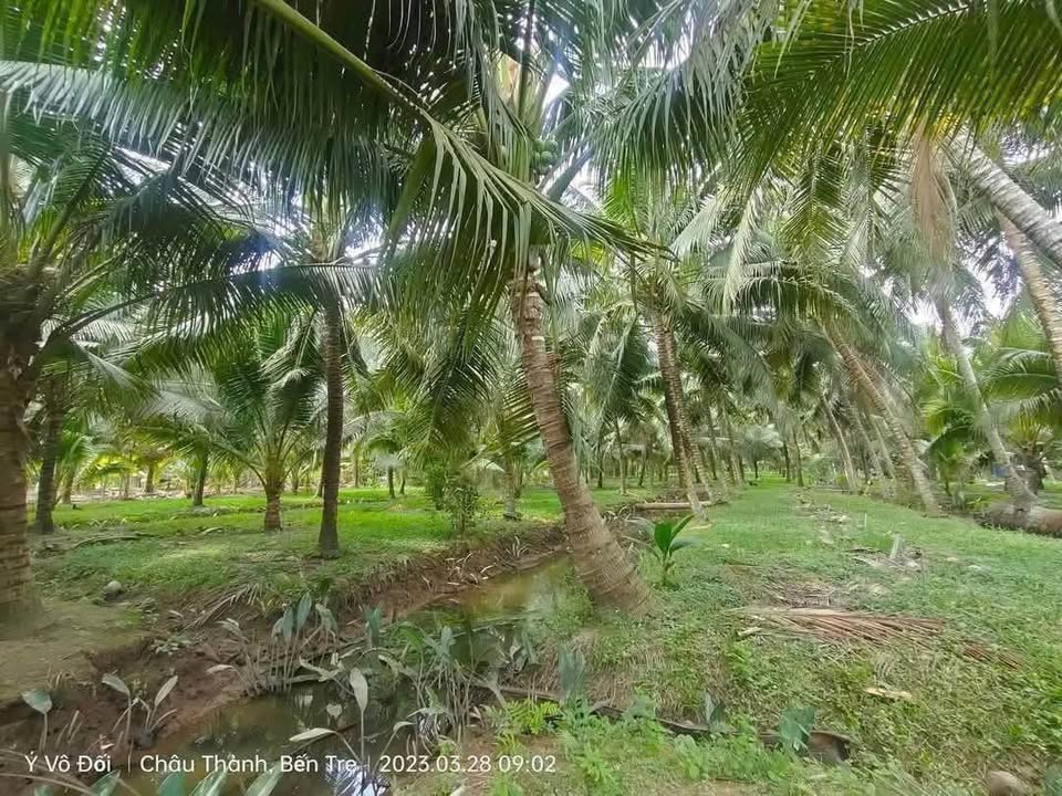 Đất vườn dừa 1000m² tại Chợ Tam Phước giá 1 tỷ - Cơ hội đầu tư tuyệt vời!
