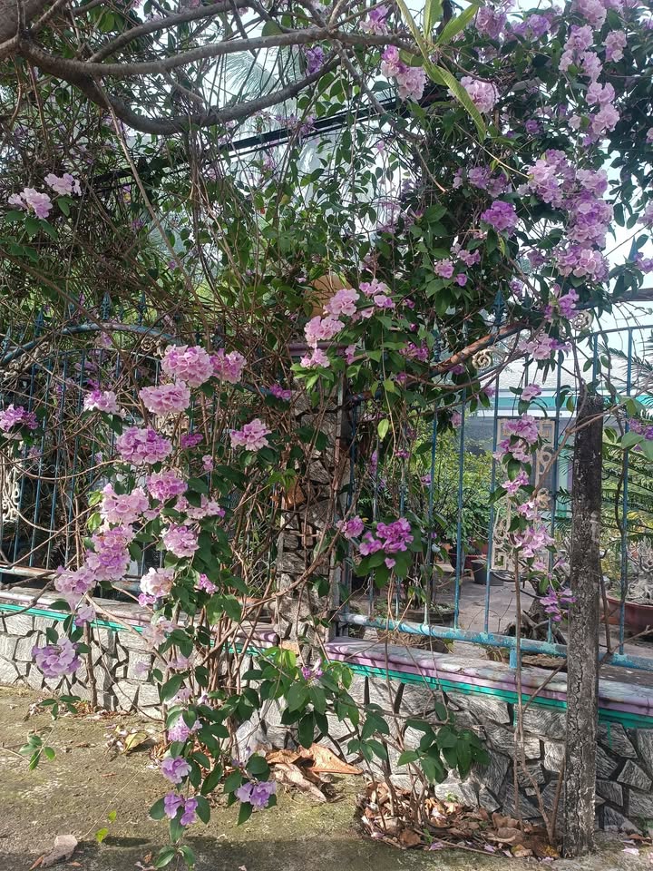 Đất nền Cam Phúc Nam 83m² giá 550 triệu - Cơ hội đầu tư cho cặp vợ chồng trẻ!