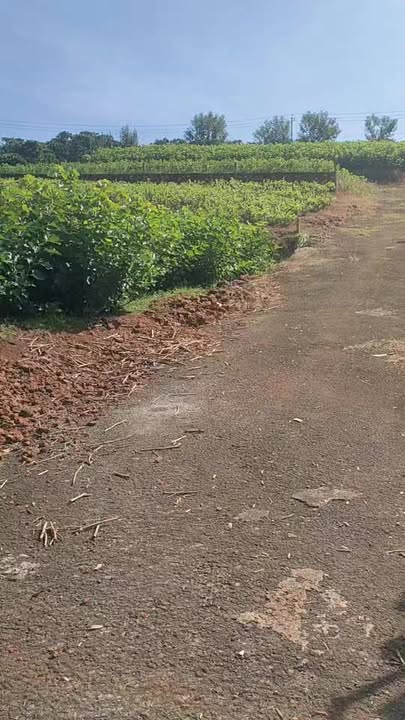 Đất thổ cư 282m² hẻm Lý Thái Tổ, Bảo Lộc - Giá chỉ 1.7 tỷ, thương lượng mạnh!