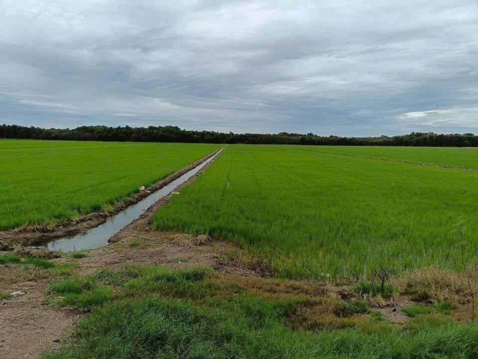 Đất nông nghiệp 33.000m² mặt tiền lộ đan tại Vĩnh Phú, Kiên Giang - Giá 3.795 tỷ thương lượng!