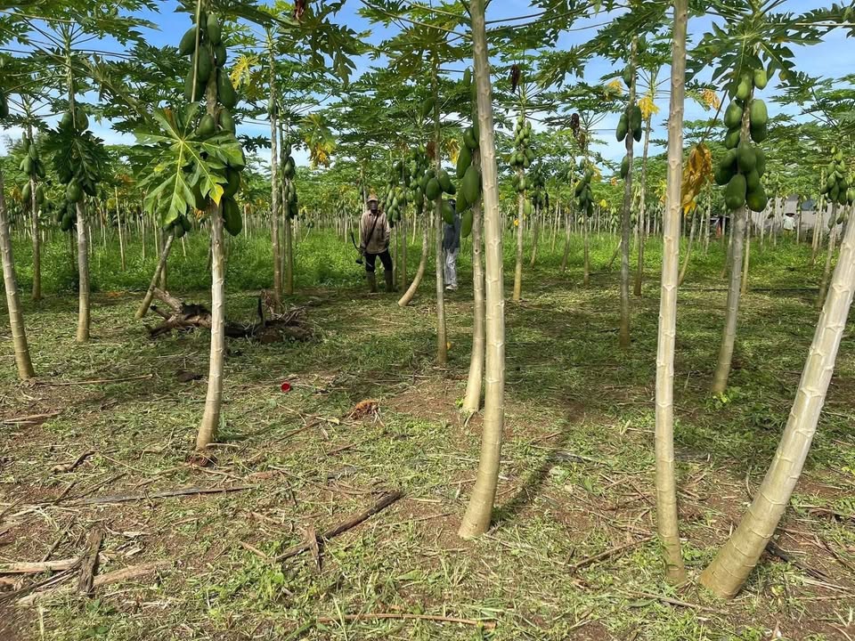 Đất nền Bàu Chinh 1000m² giá 800 triệu - Sổ hồng sẵn, khu dân cư đẹp!