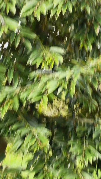 Đất vườn sầu riêng 19.000m² xã Hiệp Hưng giá chỉ 7.22 tỷ - Đầu tư sinh lời cao!