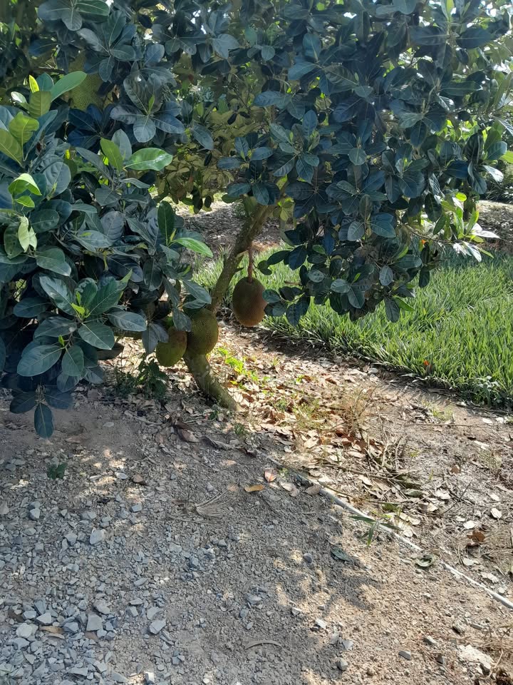 Đất trồng mít 5.000m² xã Hưng Thạnh, Tân Phước, 1 tỷ - Đầu tư sinh lời ngay!