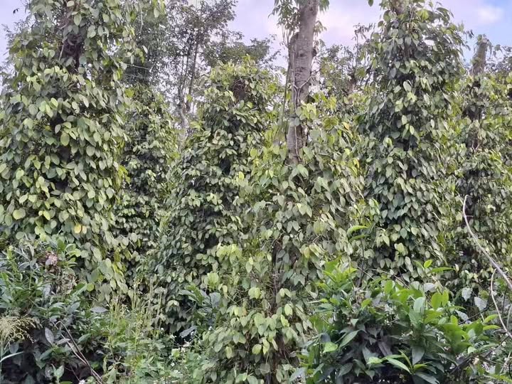 Đất nền Nâm N'Jang 6000m² giá 1.45 tỷ - Bám 2 mặt đường thuận lợi!