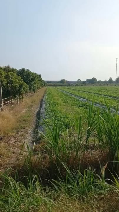 Đất nền 8000m² tại KCN Phước Đông, Gò Dầu chỉ 12.5 tỷ - Bán gấp!