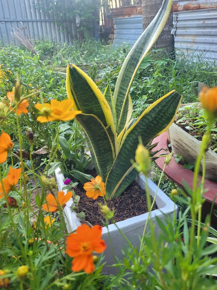 Đất nền mặt tiền Lê Duẩn Bạc Liêu 51.4m² giá chỉ 2 tỷ - Phù hợp kinh doanh ngay!