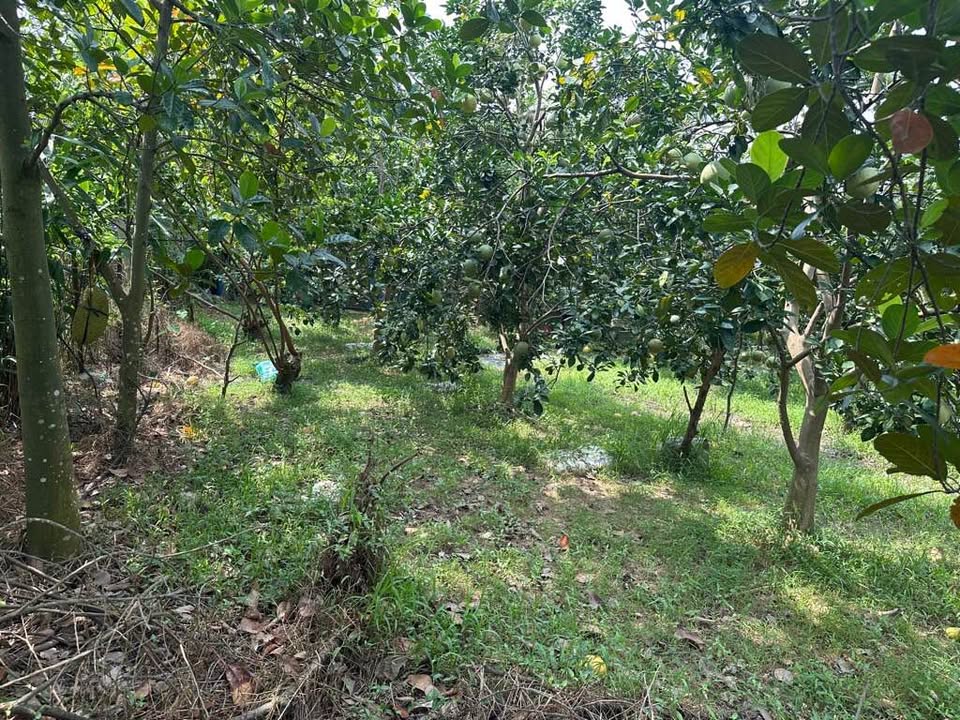 Đất nông nghiệp lô góc 400m² tại Nam Hồng, Đông Anh - Giá chỉ 700 triệu VND!