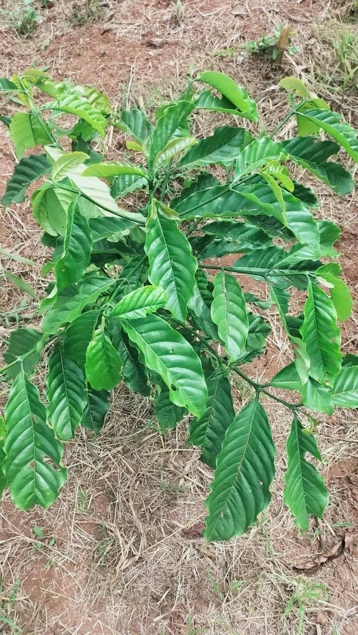 Đất cafe Di Linh 1596m² giá 1.1 tỷ - Mặt tiền rộng, view đẹp!