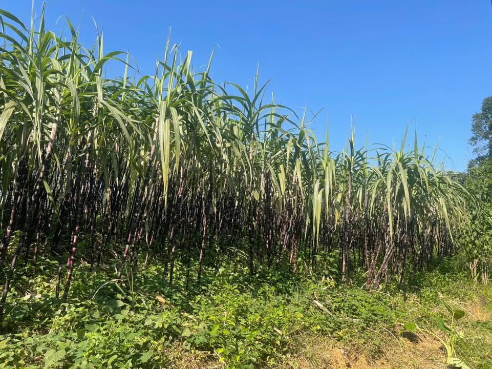 Đất nền Phú Vinh Tân Lạc Hòa Bình 1000m² chỉ 599 triệu - Cơ hội đầu tư tuyệt vời!