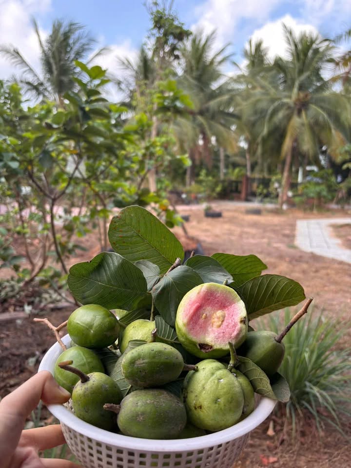 Nhà vườn xinh xắn tại Bến Tre 1.278m² giá chỉ 3.8 tỷ - Tìm lại sự bình yên!