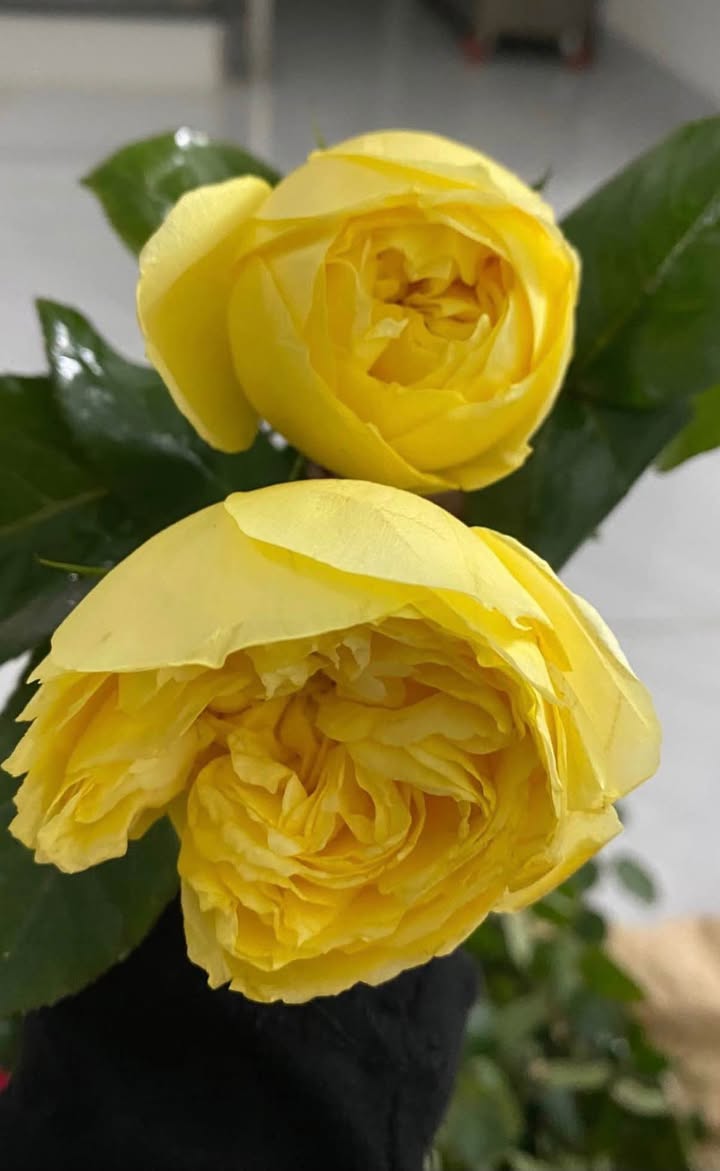 Đất 2 mặt tiền Lê Thị Riêng, Phường 3, 400m² giá 72 tỷ - Cơ hội đầu tư hấp dẫn!