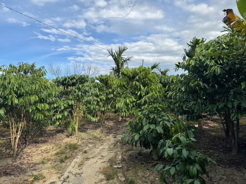 Đất vườn Lộc Thành 972m² giá 1.9 tỷ - Pháp lý rõ ràng, sẵn sàng sang tên!