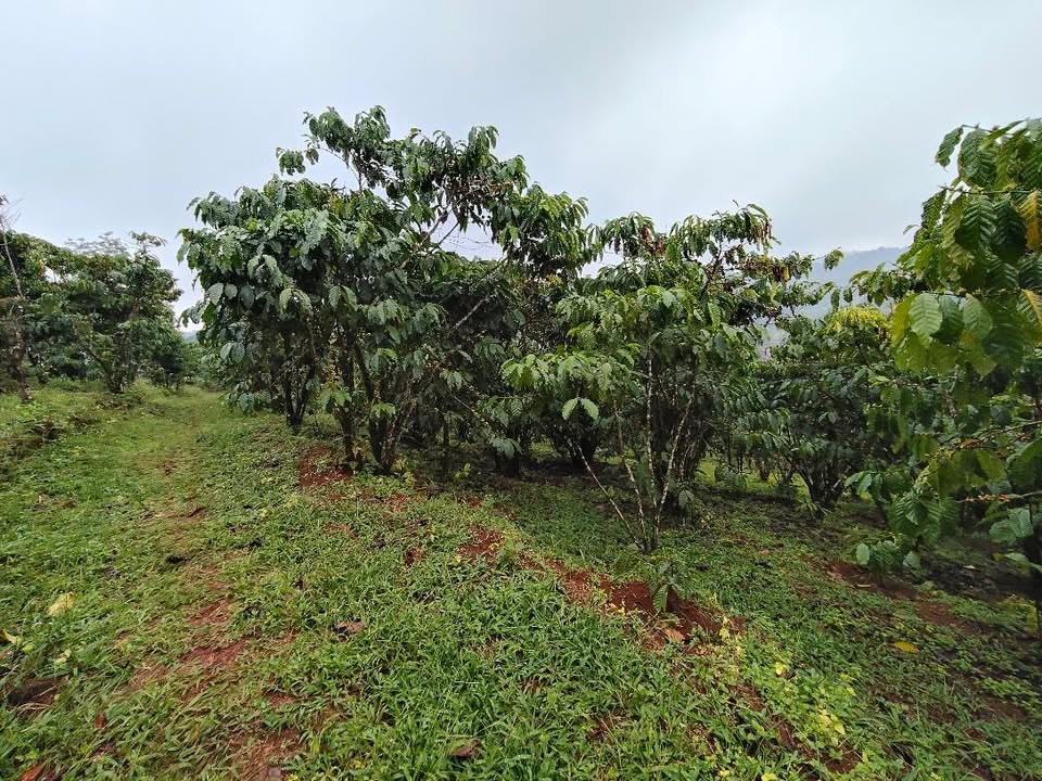 Đất nền Lộc Bảo Bảo Lâm 21600m² giá 3 tỷ - Sổ đỏ đầy đủ, vị trí đẹp!