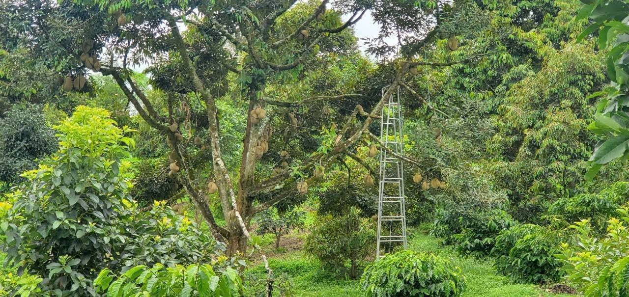 Đất nền Thôn 5 Lộc An 1219m² giá chỉ 1.2 tỷ - Cơ hội đầu tư sinh lời!