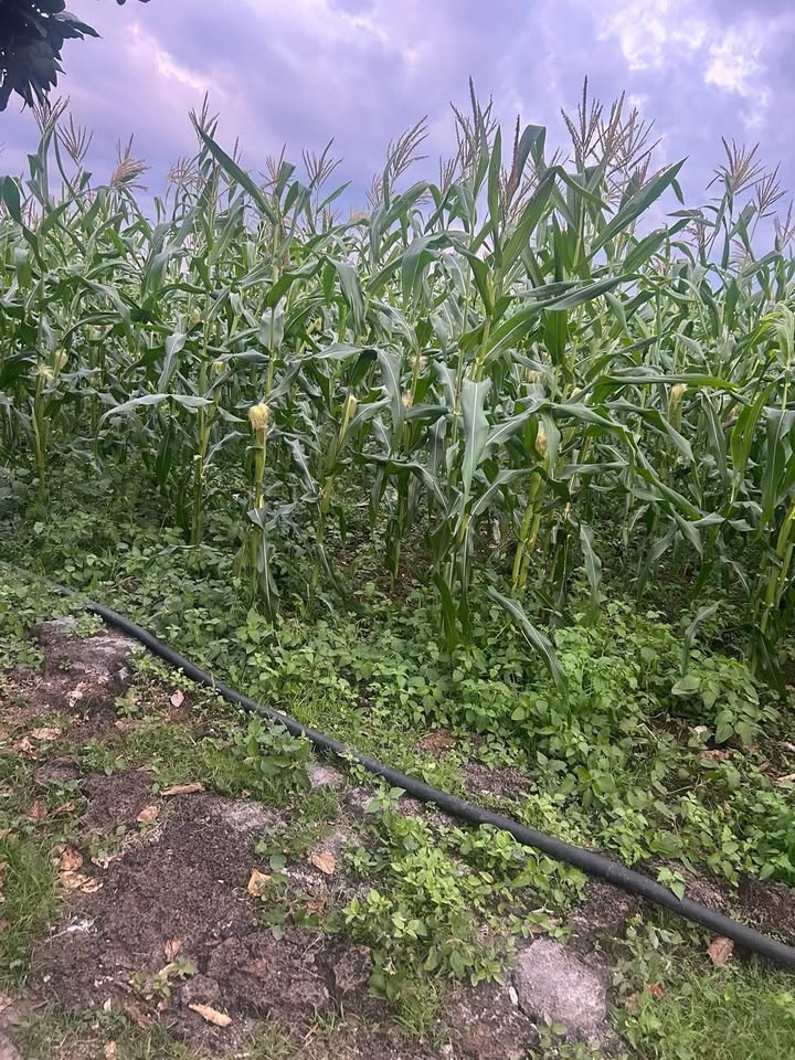 Đất nền Tà Lài, Tân Phú 2000m² giá 1 tỷ - Cơ hội đầu tư hấp dẫn!