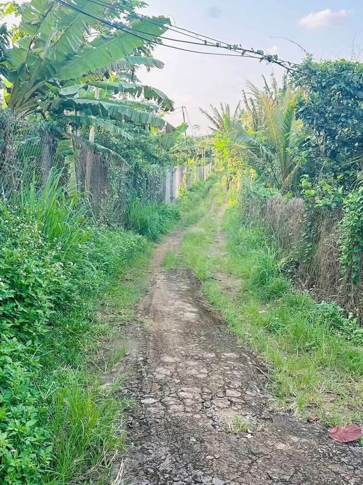 Đất vườn 1 sào Trà Cổ - Tân Phú, giá 490 triệu - Đầu tư sinh lời ngay!