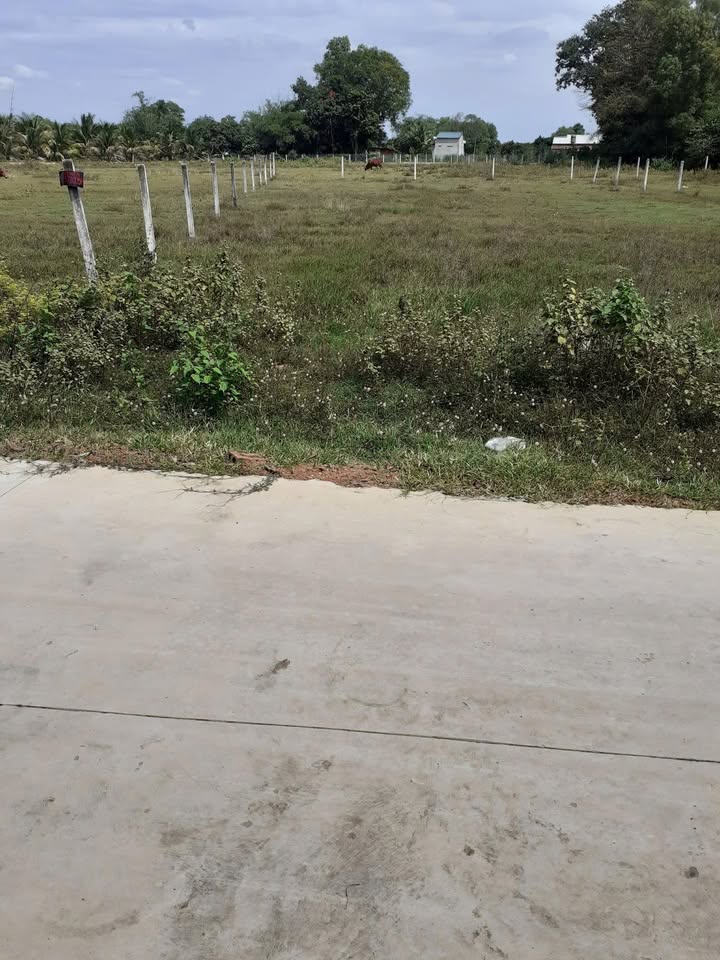 Đất cây lâu năm 1060m² tại Xóm Khách, Long Giang, Bến Cầu - Giá chỉ 1.599 tỷ!