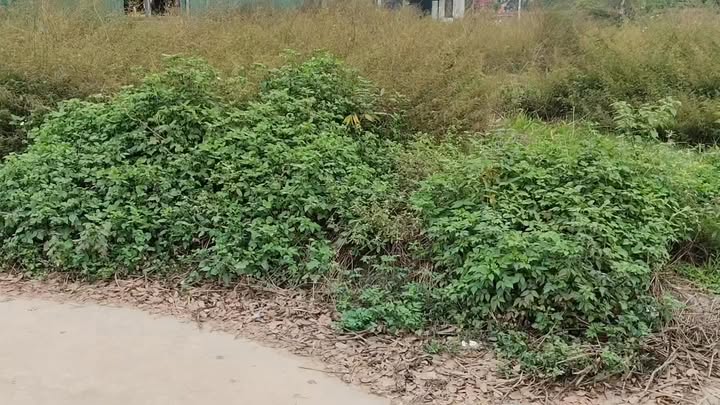 Đất Đấu Giá X1 Thôn Yên Vinh, Quang Minh, 110m² - Vị trí đắc địa, tiềm năng tăng giá cao!