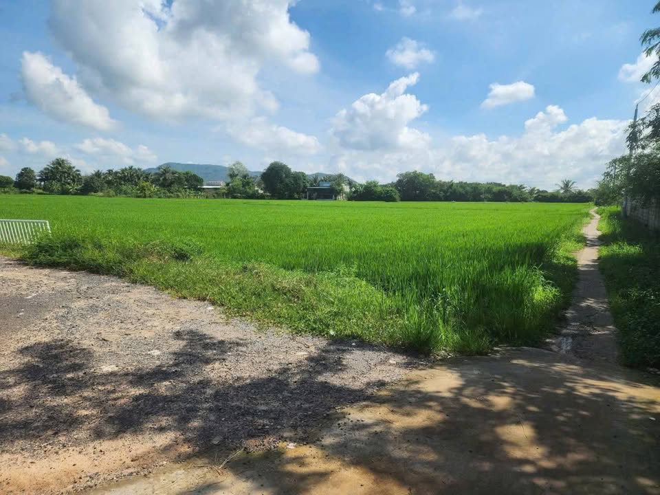 Đất thổ cư 200m² Thị trấn Ma Lâm giá 285 triệu - Cơ hội đầu tư hấp dẫn!