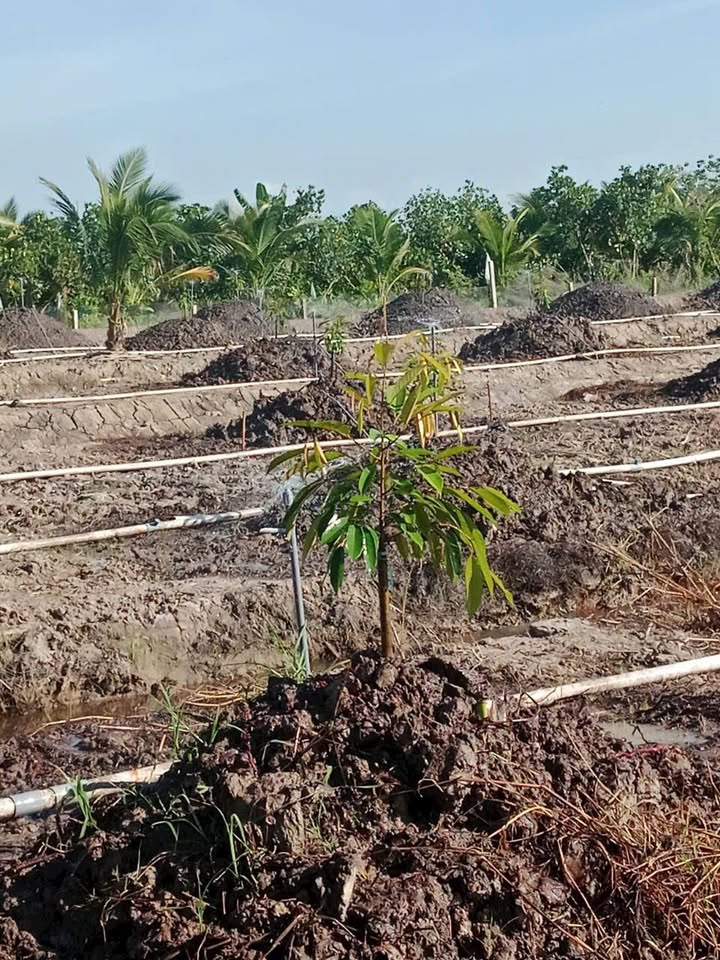 Farm Hưng Thạnh Đồng Tháp 11.000m² giá 2.97 tỷ - Đất đẹp, đầu tư sinh lời!