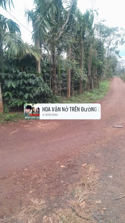 Farm 5 sào Ea Tul, Cư M'gar - Đất đẹp, giá thỏa thuận hấp dẫn!